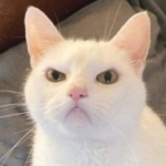 Profile picture of Sasspy